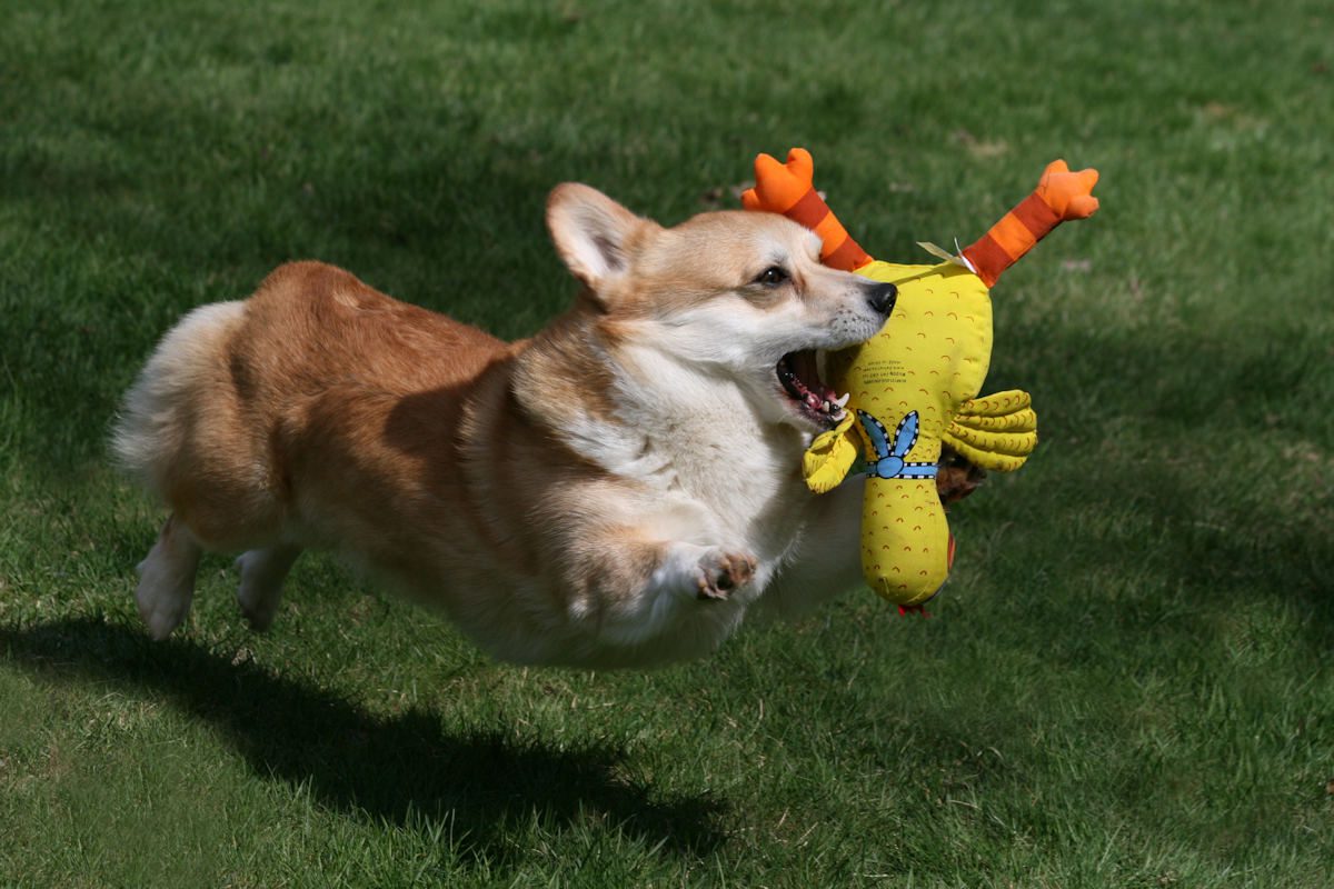 Jack with toy