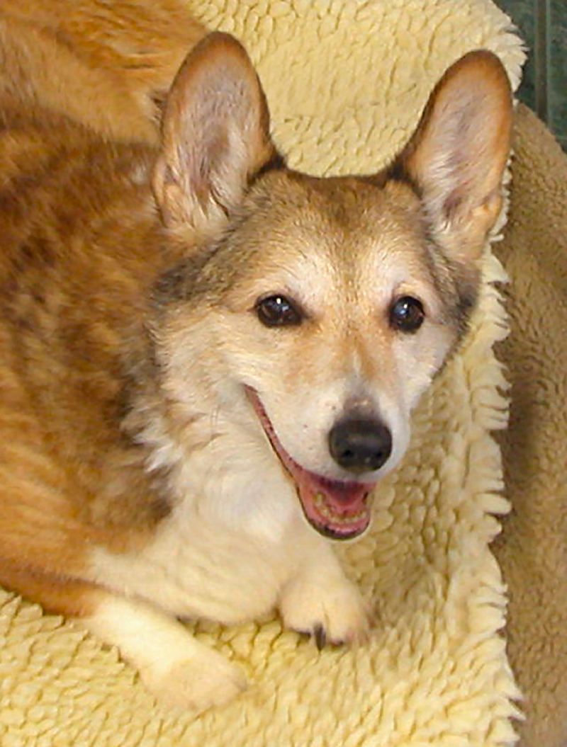 A dog laying on top of a blanket.