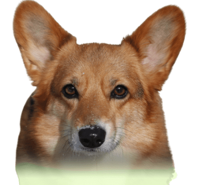 A brown dog with long ears and a green background