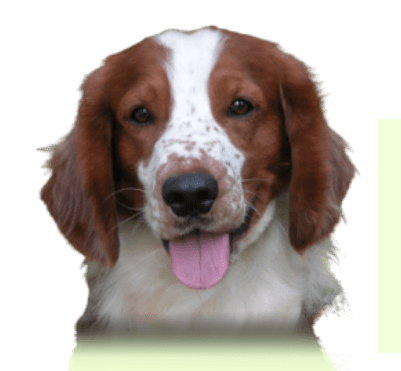 A brown and white dog with its tongue hanging out.