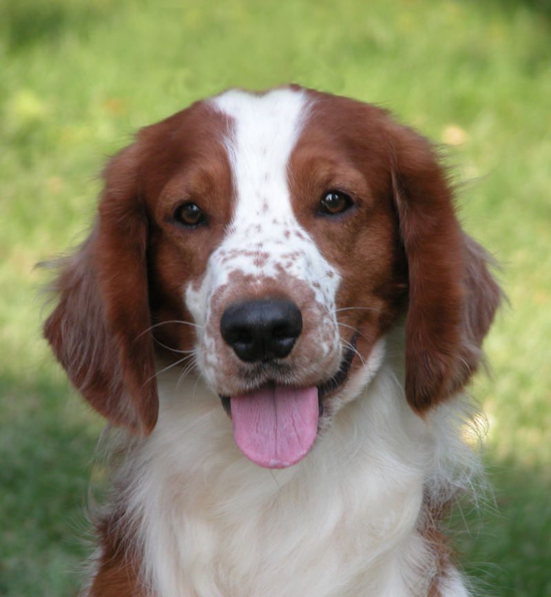 A dog with white spots on its face and brown fur.