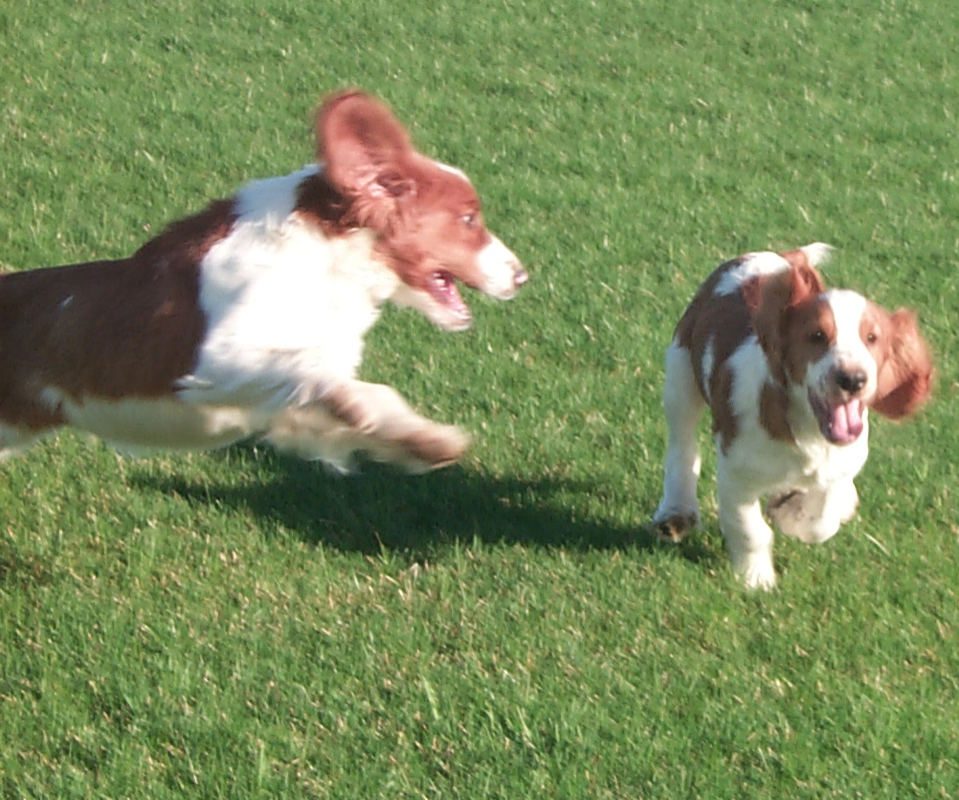 Two dogs running in a field with one of them laughing.