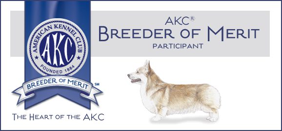 A dog is standing in front of the akc logo.