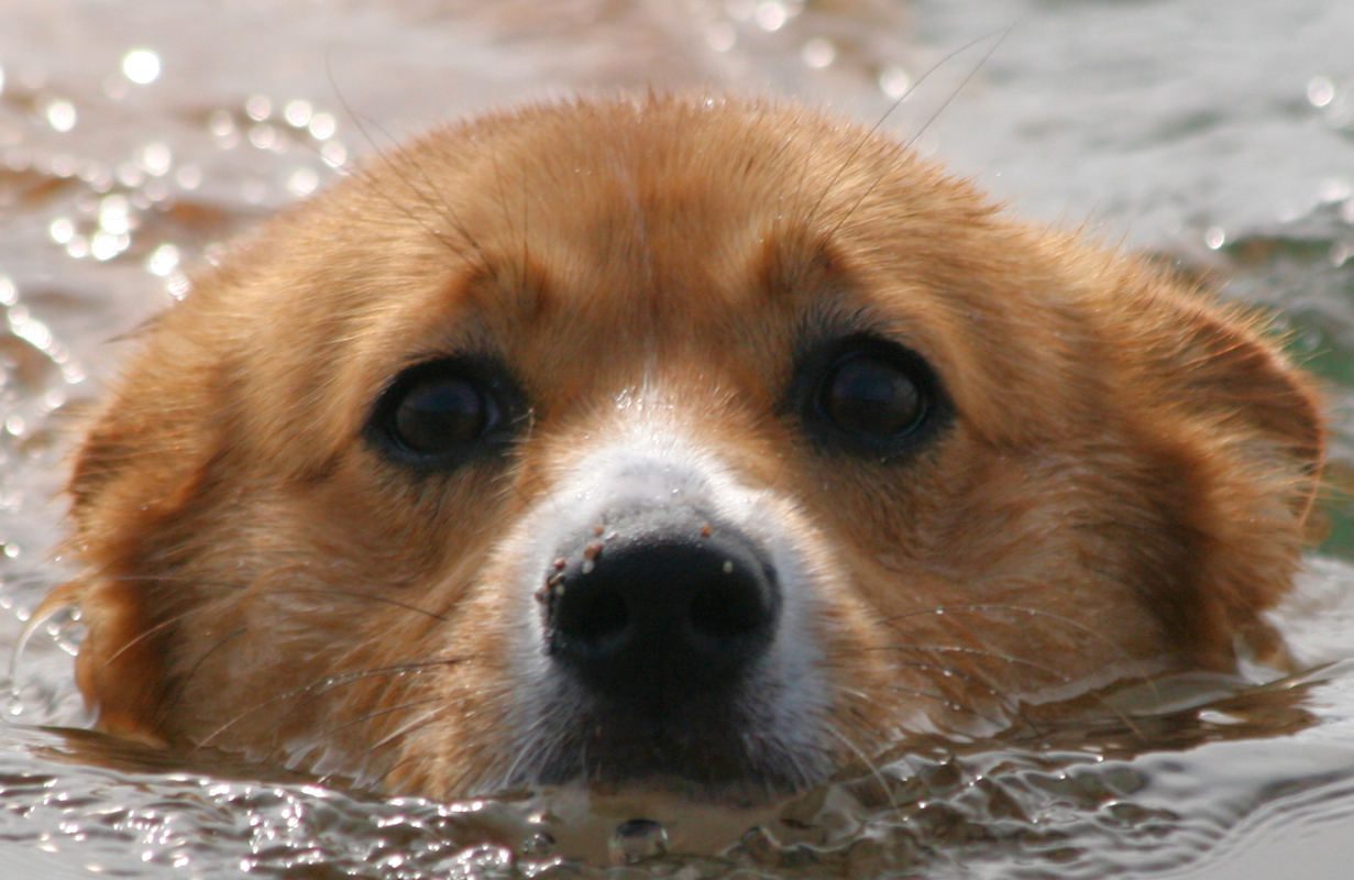 A dog is swimming in the water.