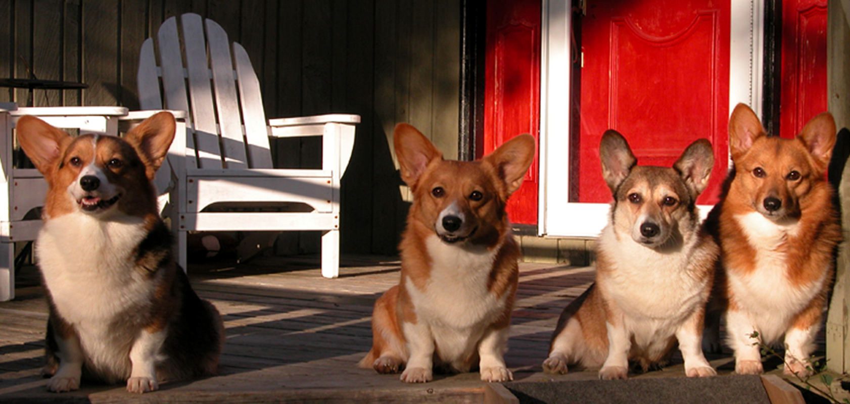 Two dogs sitting on the ground in front of a house.